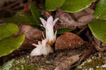 Trailing arbutus